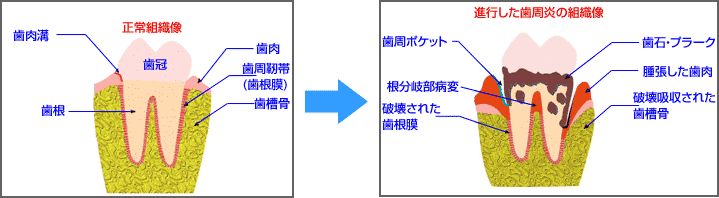 ���Ǝ����g�D�̍\��